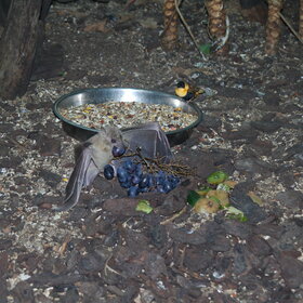 �� �������