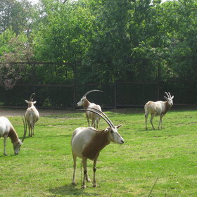 � ����������� ����