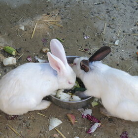 �� �������