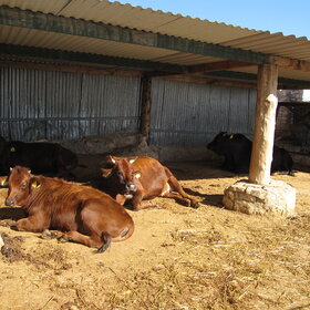 �������� �����